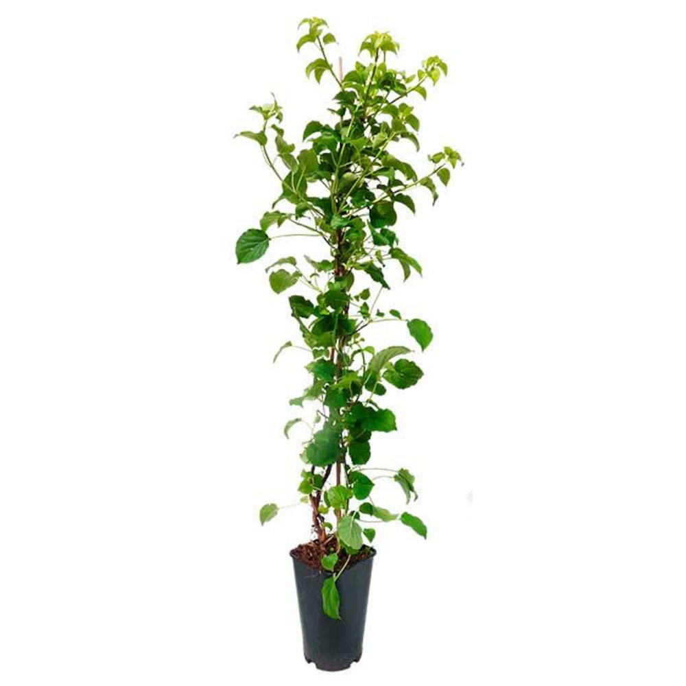 Hortensia grimpant petiolaris - hydrangea anomala 3l