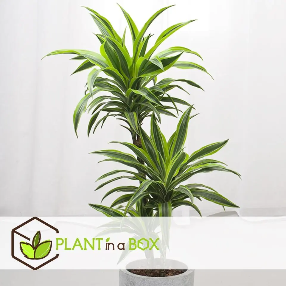 Drakenbloedboom - Dracaena 'Lemon Lime' - Hoogte 130-140cm - ⌀24cm