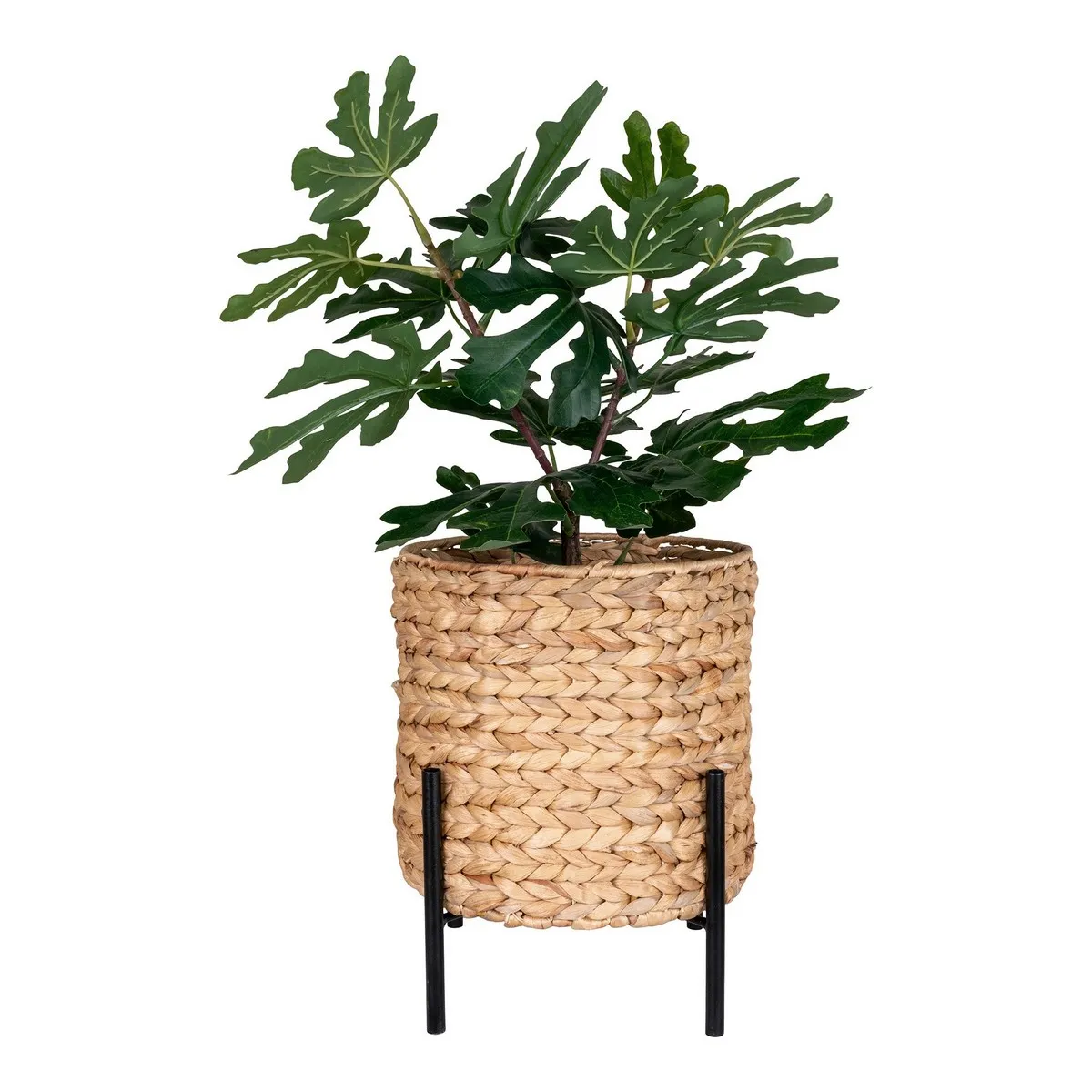 Epikasa Vase Antas - Jacinthe d'Eau