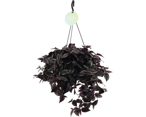 FloraZelfhangende plantenbakset, Tradescantia 'Jewel Red', hoogte inclusief pot 20-25 cm, potdiameter 17 cm