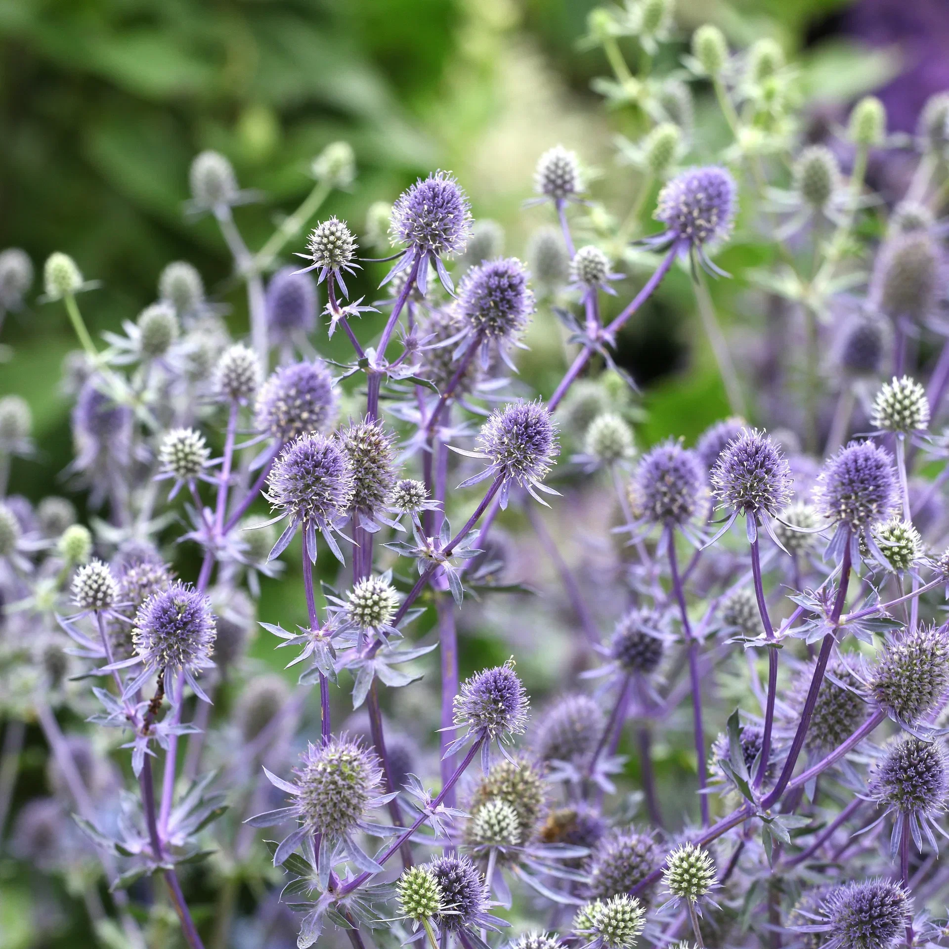 Eryngium planum Ø11 cm