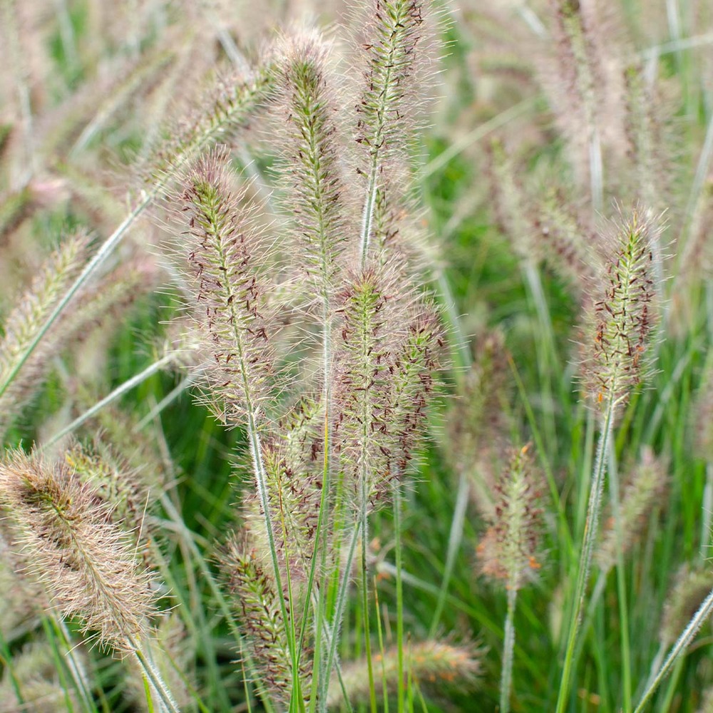 Pennisetum 'hameln' – herbe nettoyante pour lampe – graminée ornementale – facile d'entretien - ⌀ 19 cm - ↕35-45 cm