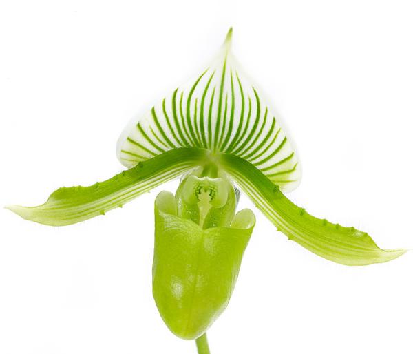 Frauenschuh - Paphiopedilum maudiae