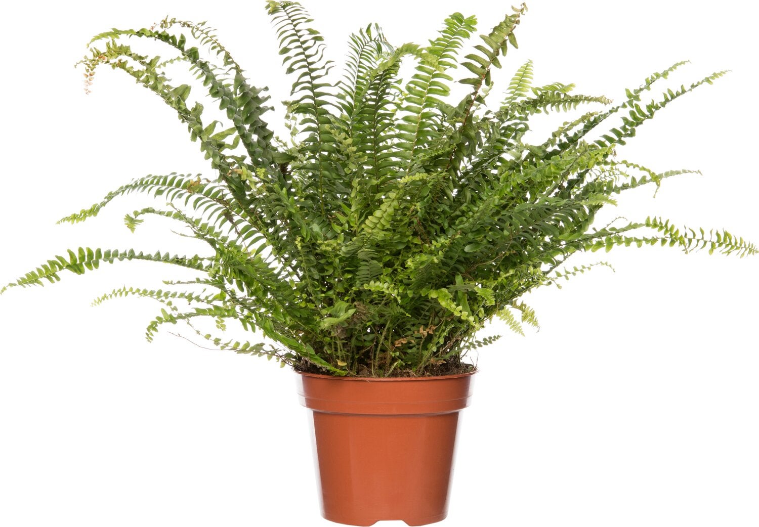 Krulvaren (Nephrolepis exaltata 'Green Lady') D 17 H 55 cm