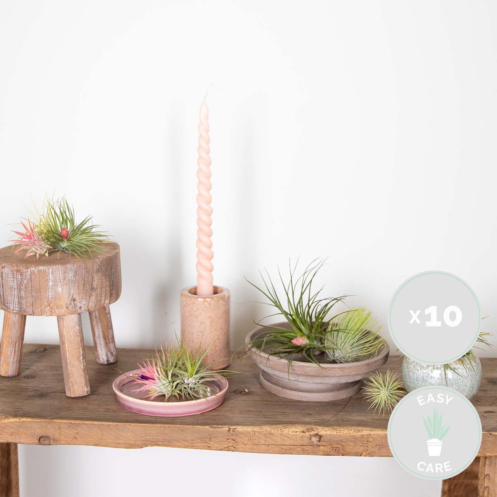 10x tillandsia mix - plantes aériennes - plante d'intérieur - facile d'entretien