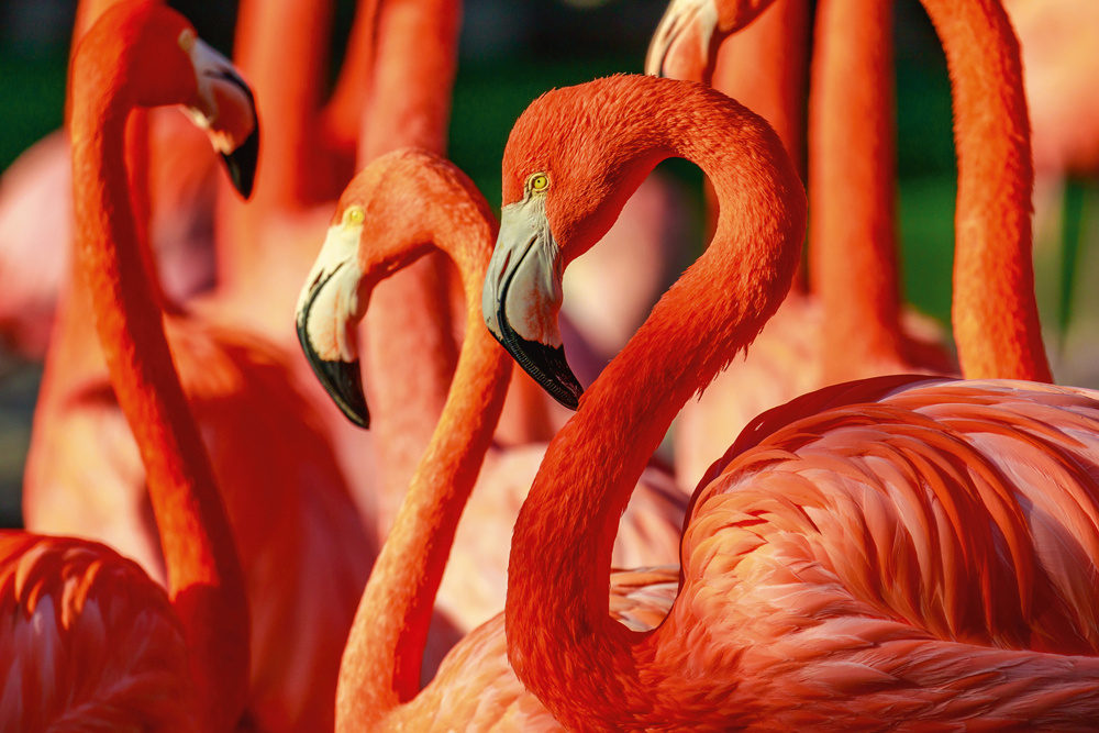 Akustikbild FLAMINGOS 80x120cm, 7kg
