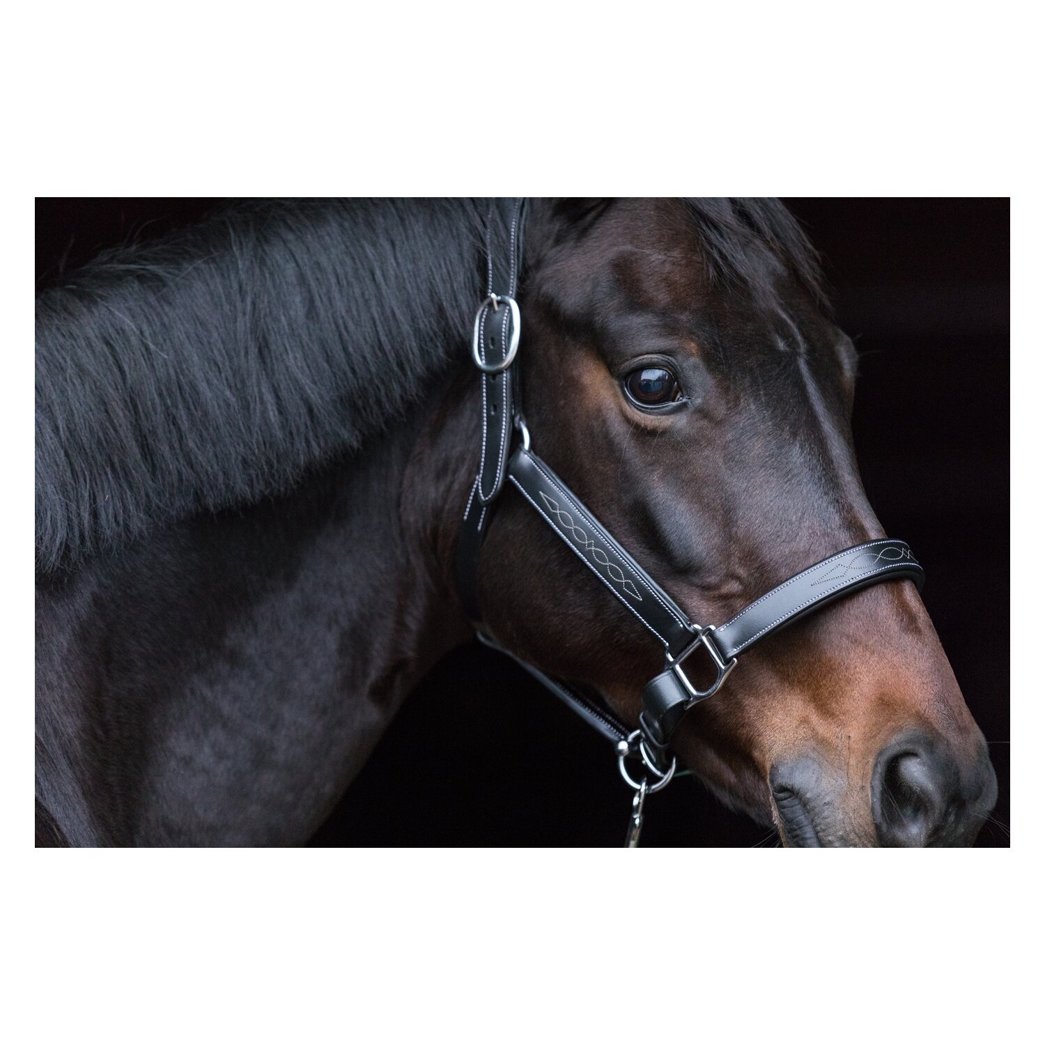 EQUINE MICROTEC Lederhalfter - black - Pony