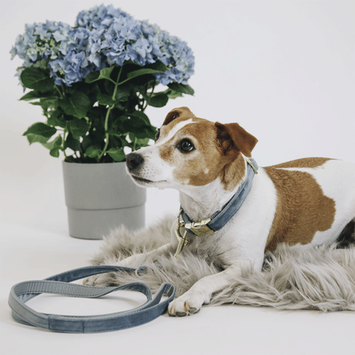 Kentucky Dogwear Hondenlijn Velvet