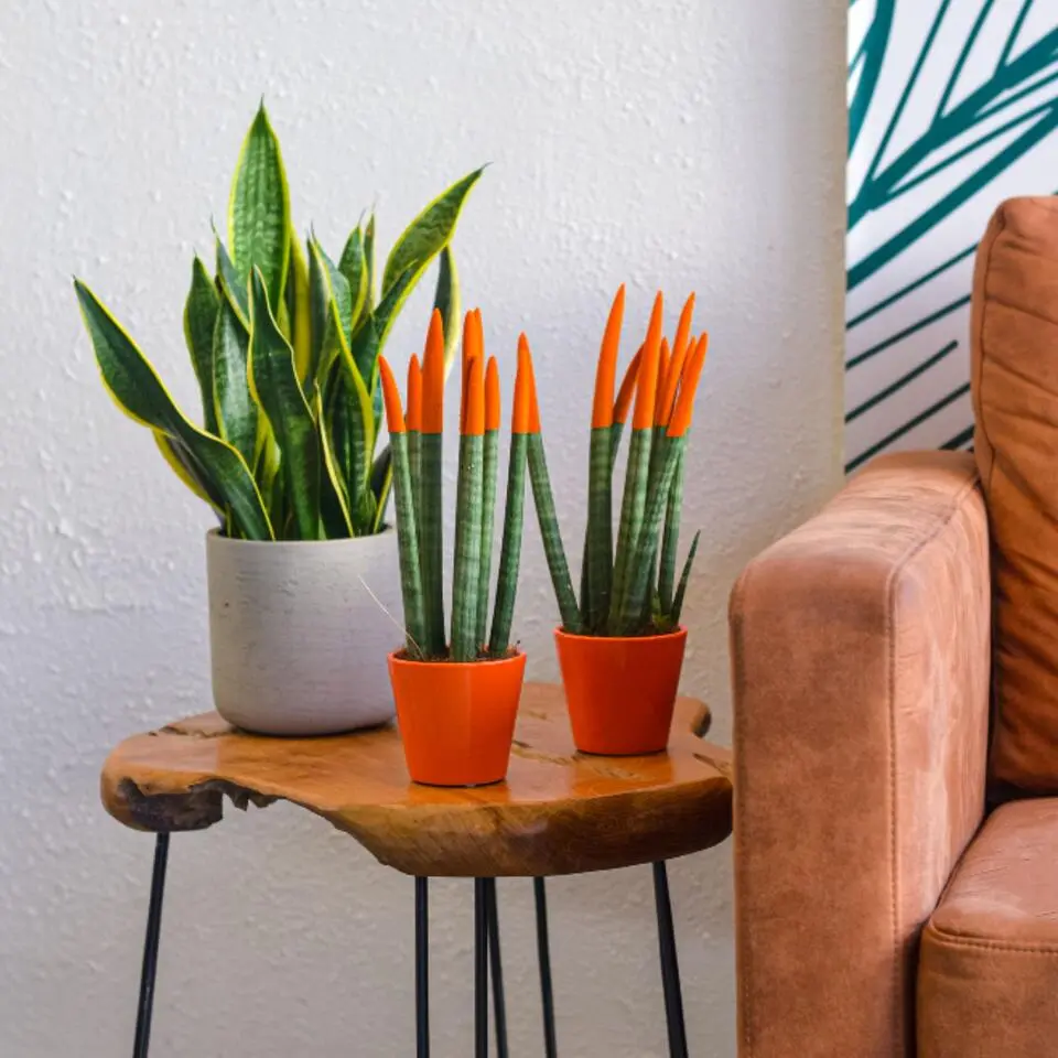 Vrouwentong - Set van 2 - Sansevieria cylindrica - Hoogte 20-40cm - ⌀9cm