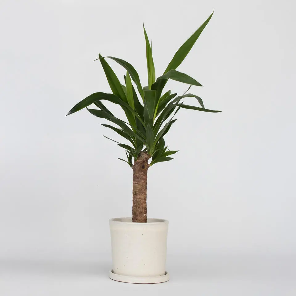 Palmlelie - Yucca elephantipes - Hoogte 50-60cm - ⌀14cm