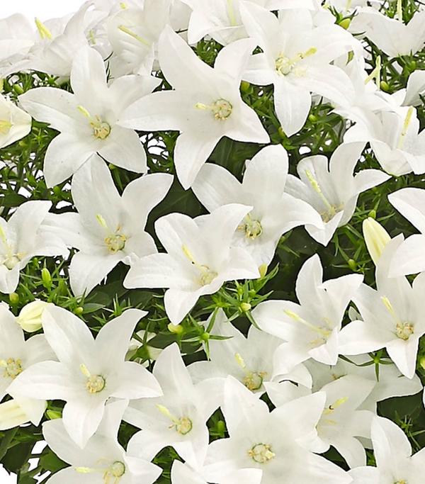 Glockenblume - Campanula porscharskyana