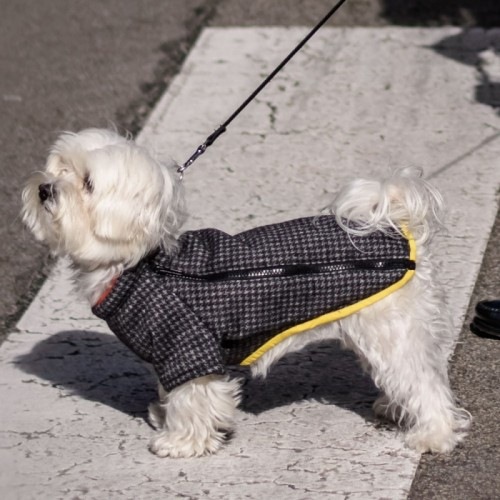 Casaco para cães Groc Groc Chiu Darjeeling Button