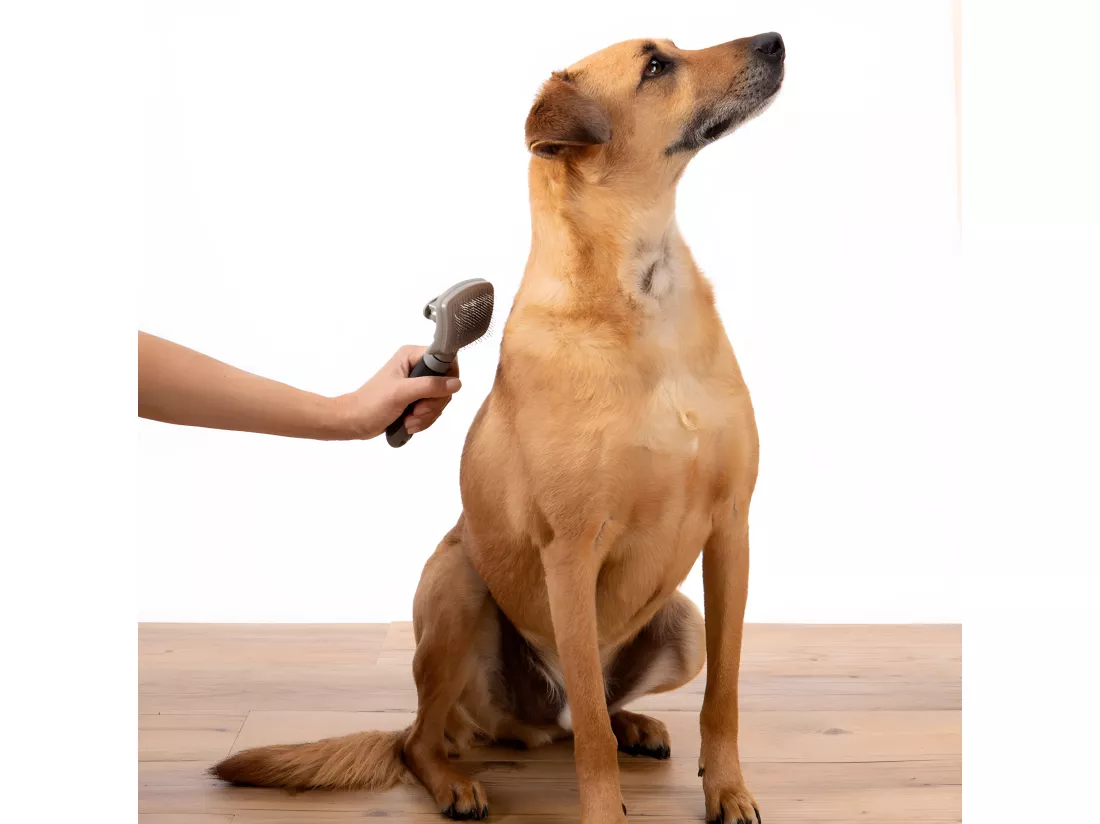 Brosse de toilettage carde auto-nettoyante pour animaux 