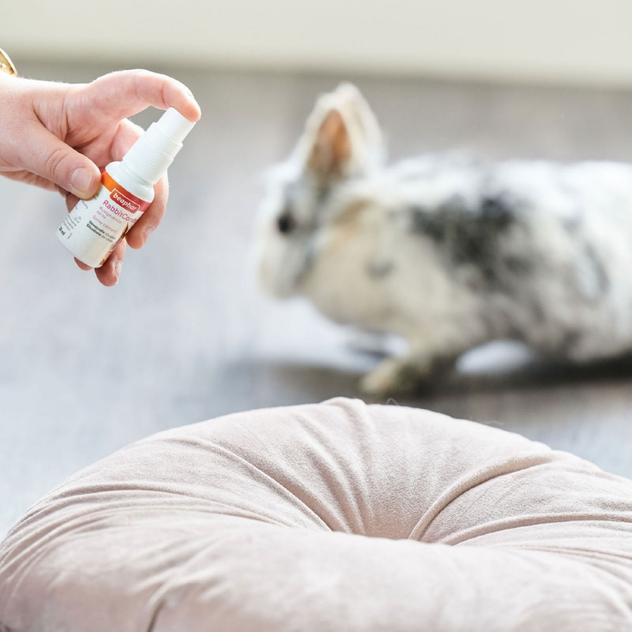 Spray calmante Beaphar RabbitComfort para coelhos