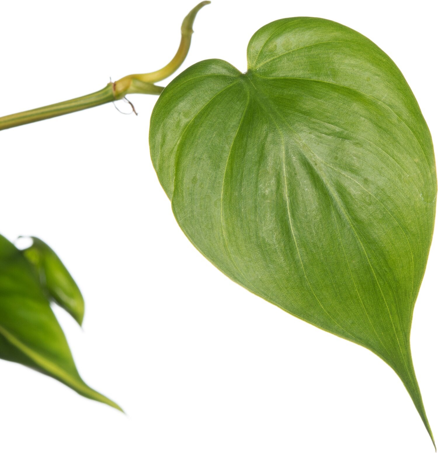 Philodendron in hangpot (Philodendron scandens 'Brasil') D 17 H 30 cm