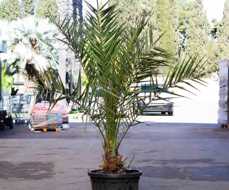 Phoenix dactylifera (véritable dattier) taille pot de 50l - 150/175cm