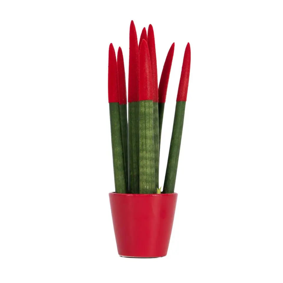 Afrikaanse Speerplant - Sansevieria cylindrica - Hoogte 20-40cm - Pot 9cm