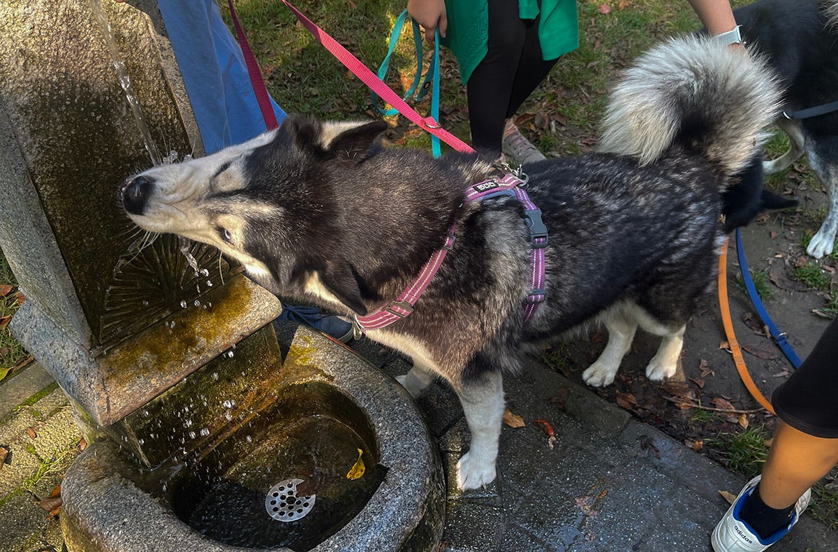 Husky Wanderung Karlsruhe