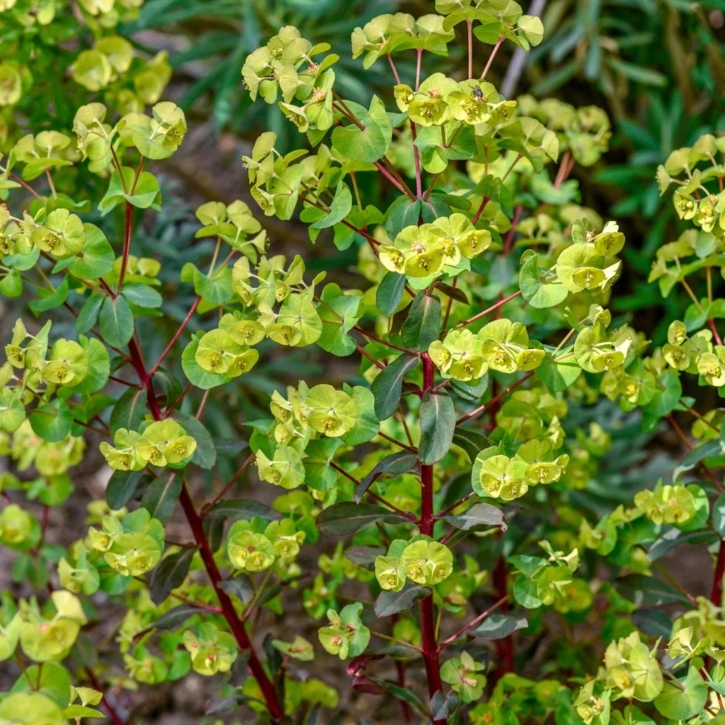 Euphorbia amygdaloides 'Purpurea' Dunvortemelk  'Purpurea' Ø11 cm