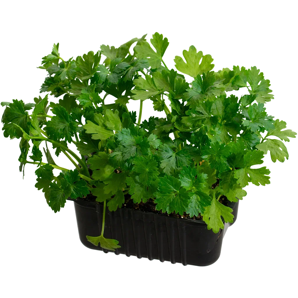 Knollselleri 'Ofir' box 14 cm Knollselleri 'Ofir' Ø14 cm