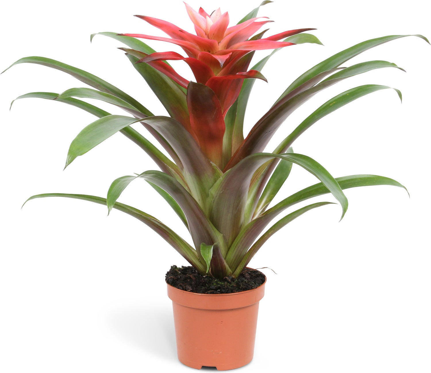 Guzmania (Guzmania 'Libby') D 9 H 30 cm