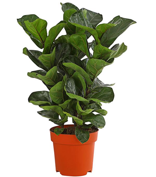 Geigenfeige - Ficus lyrata, dreitriebig