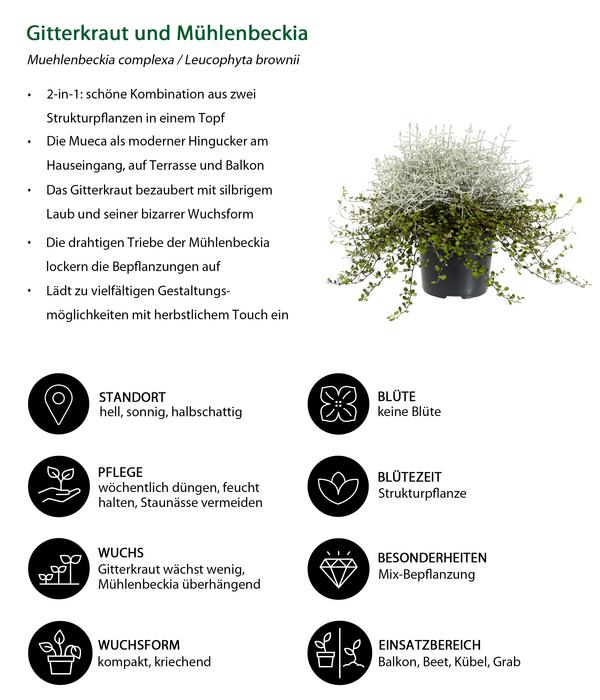 Mueca - Gitterkraut und Mühlenbeckia