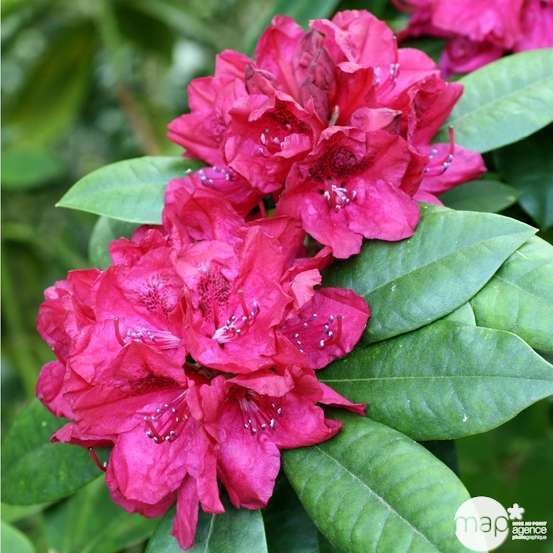 Rhododenrdron x 'lord Roberts' : H 40/50 cm, ctr 7 litres