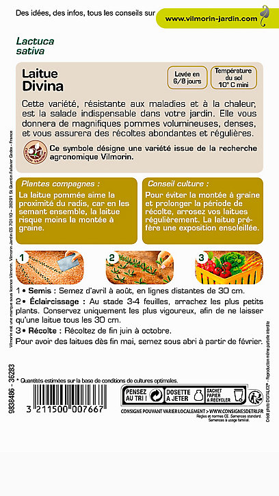 Graines de Laitue Pommée Divina Vilmorin