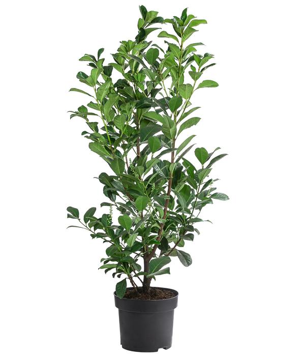 Kirschlorbeer 'Etna'