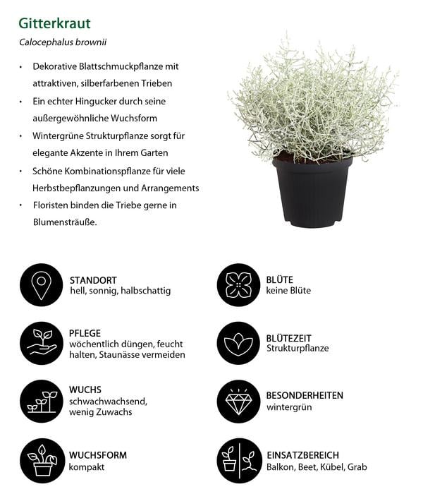 Beet- & Balkonpflanzen-Set Leuchtfeuer,