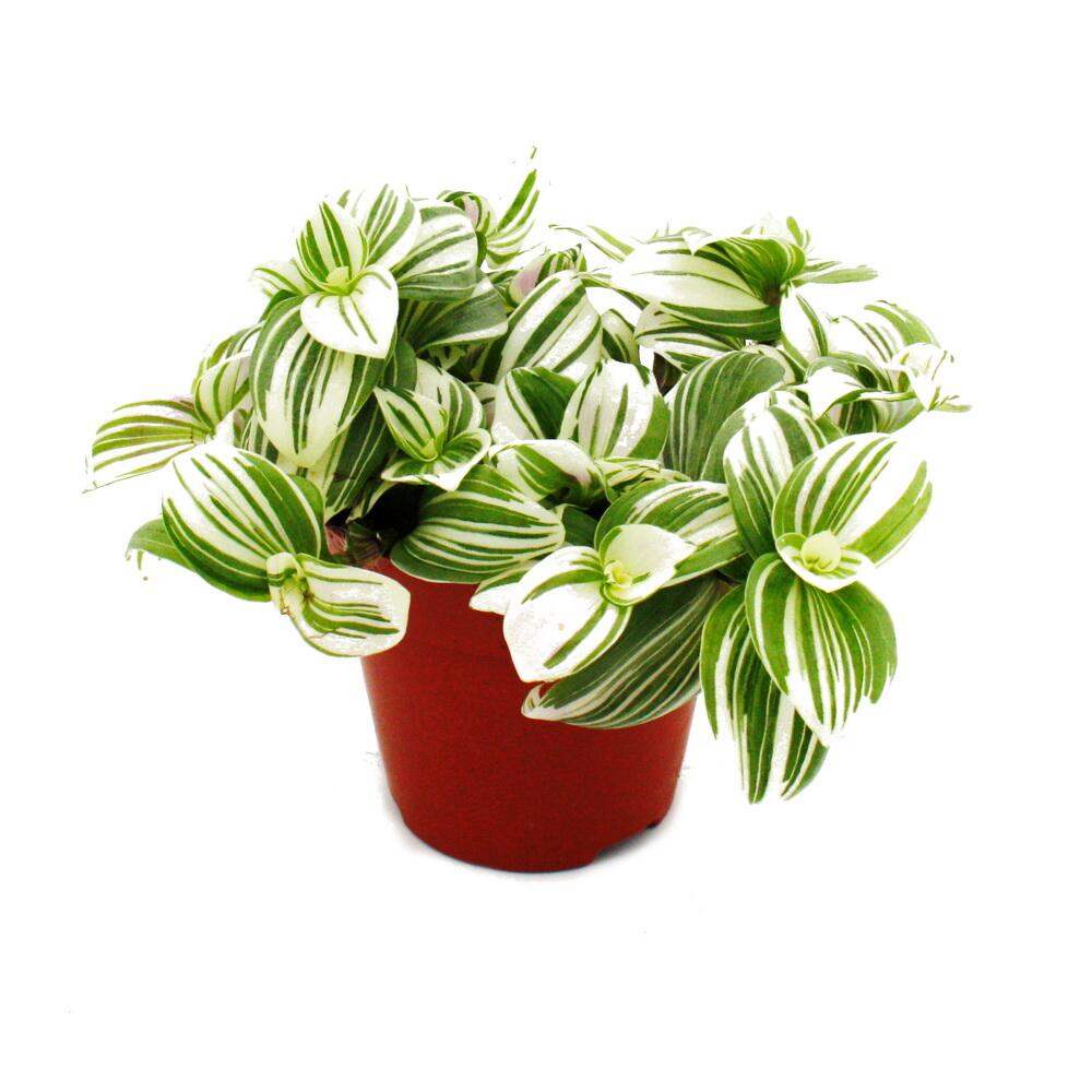 Cœur exotique - fleur de trois maîtres - tradescantia zebrina brightness