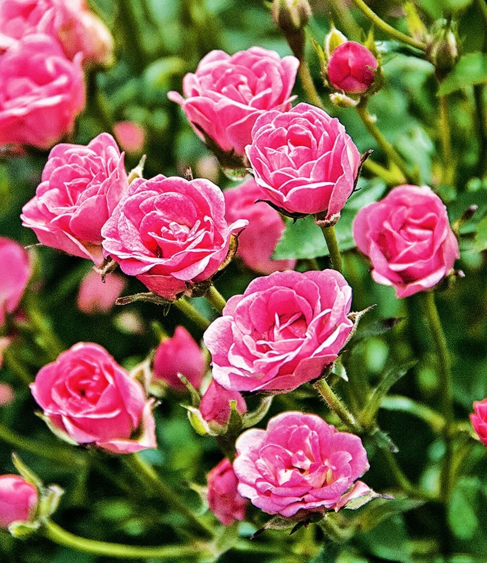 Lilly Rose® 'Wonder5'