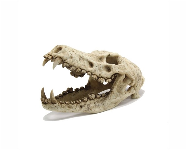 Blue Belle Pacific Wolf Skull | Aquariumdecoratie