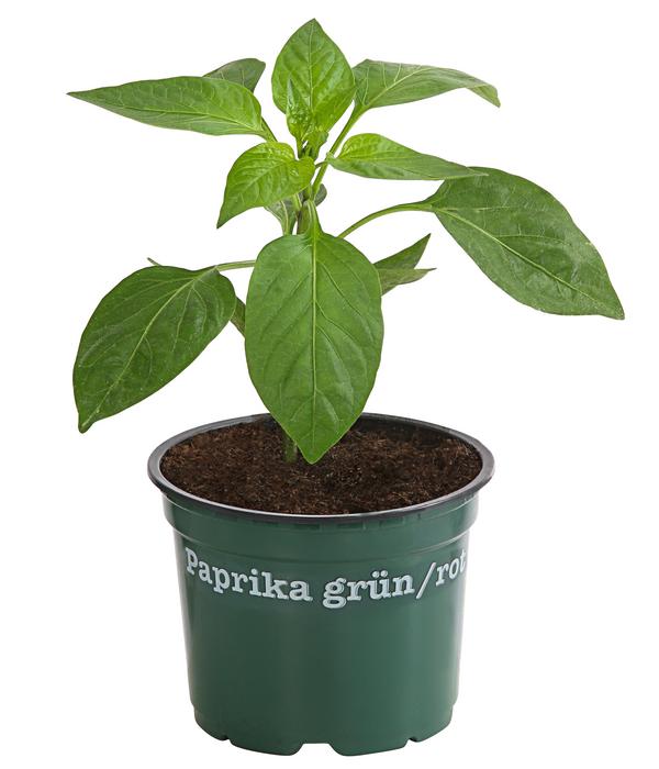 Bioland Paprika, rot