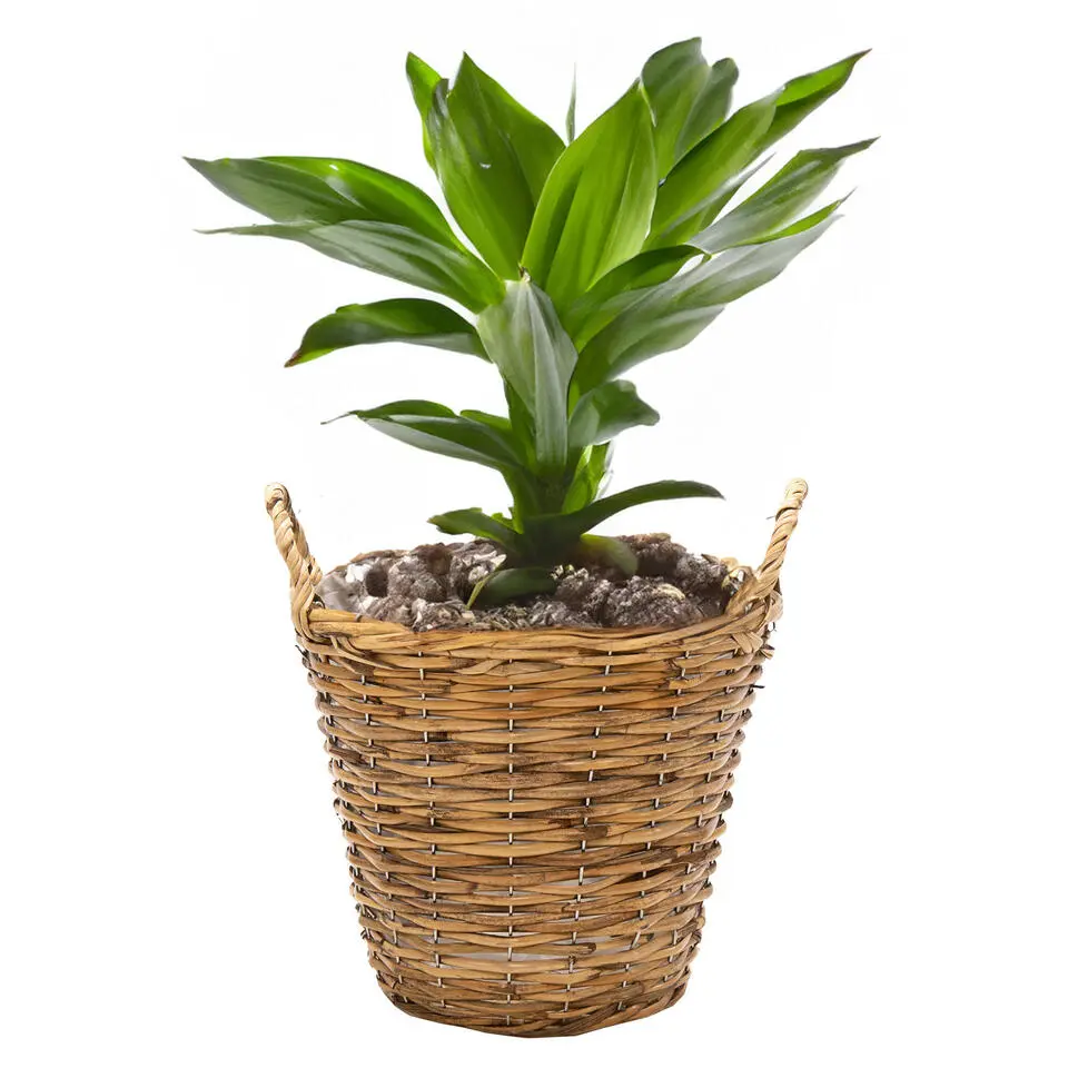 Mega Collections Plantenmand Cuba - rotan - lichtbruin - D19 x H16 cm