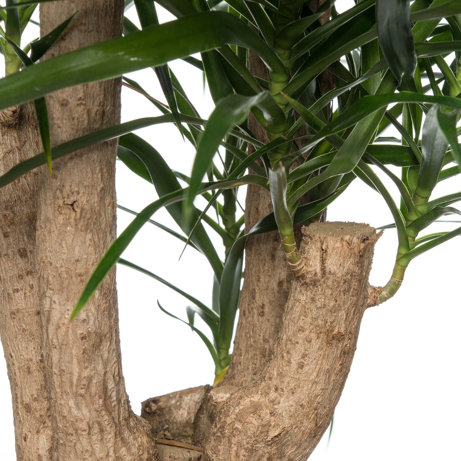 Drakenbloedboom (Dracaena reflexa 'Anita') D 24 H 110 cm