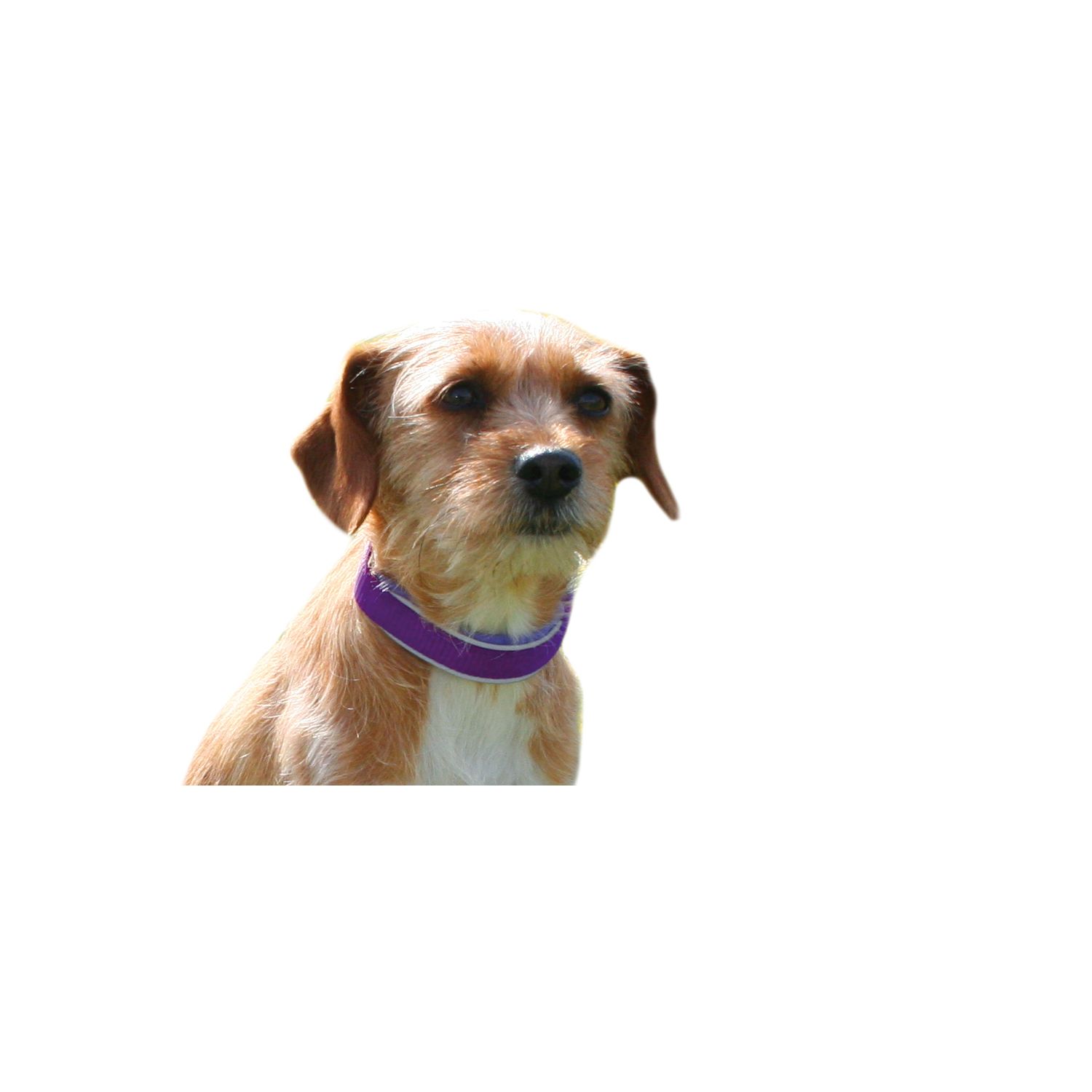 Loesdau Hundehalsband Soft  - lila