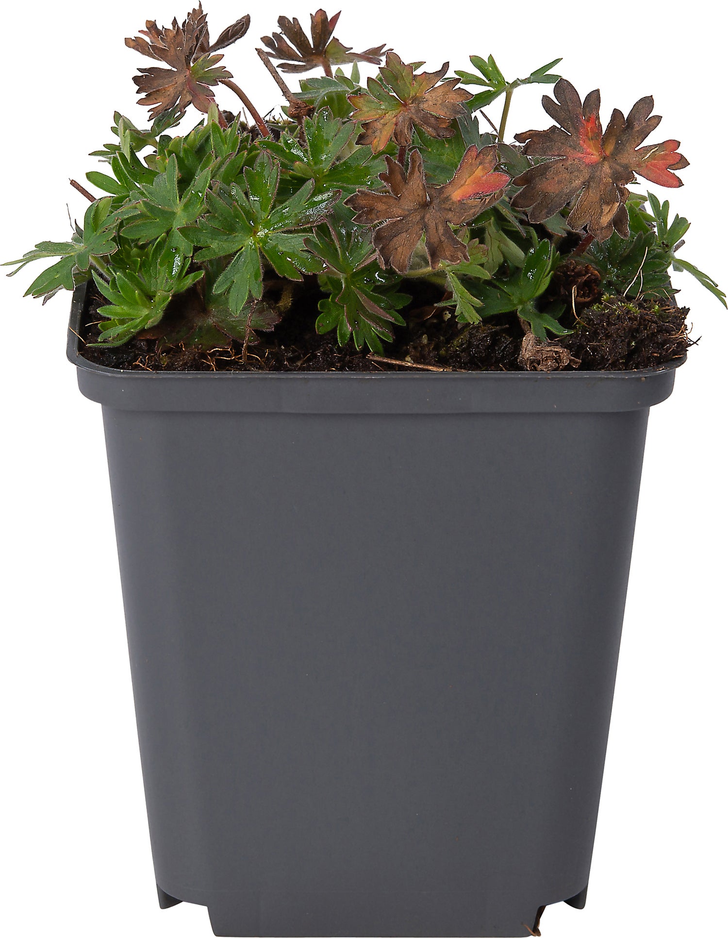 Ooievaarsbek (Geranium 'Dilys') D 9 H 10 cm