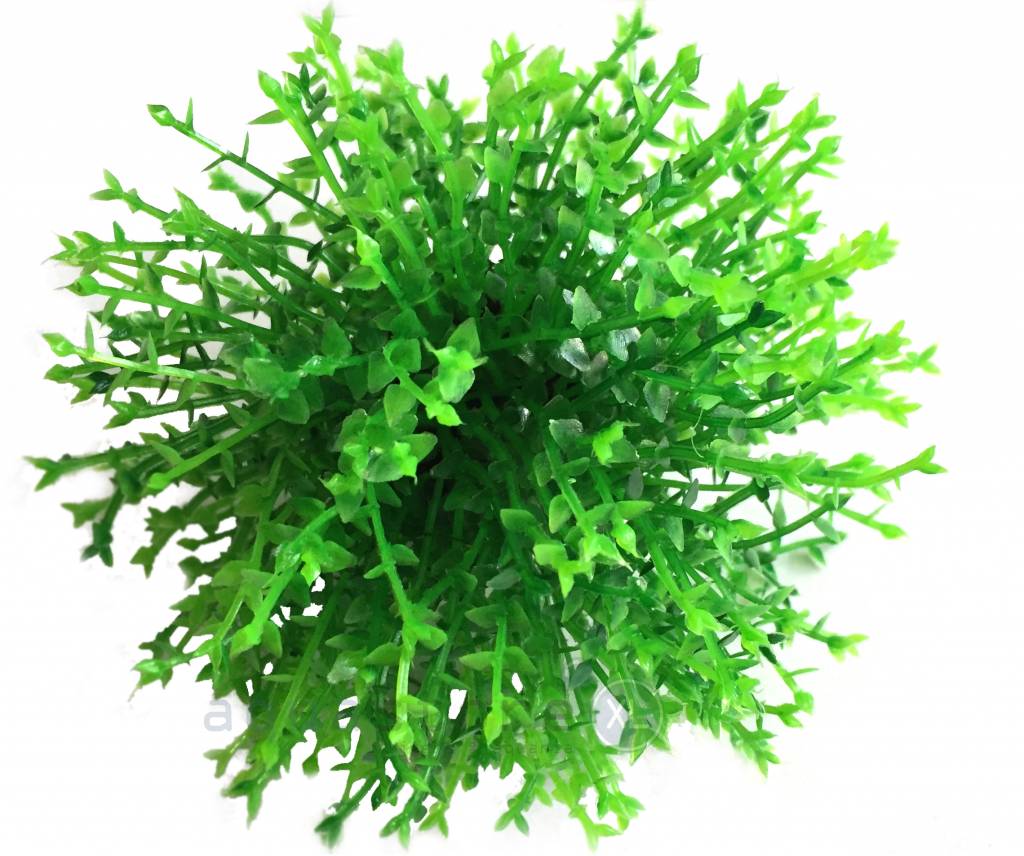 Green topiary ball