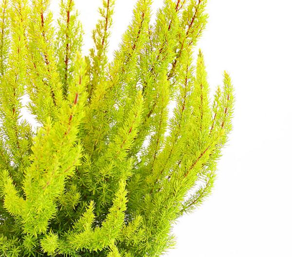 Baumheide 'Alberts Gold'