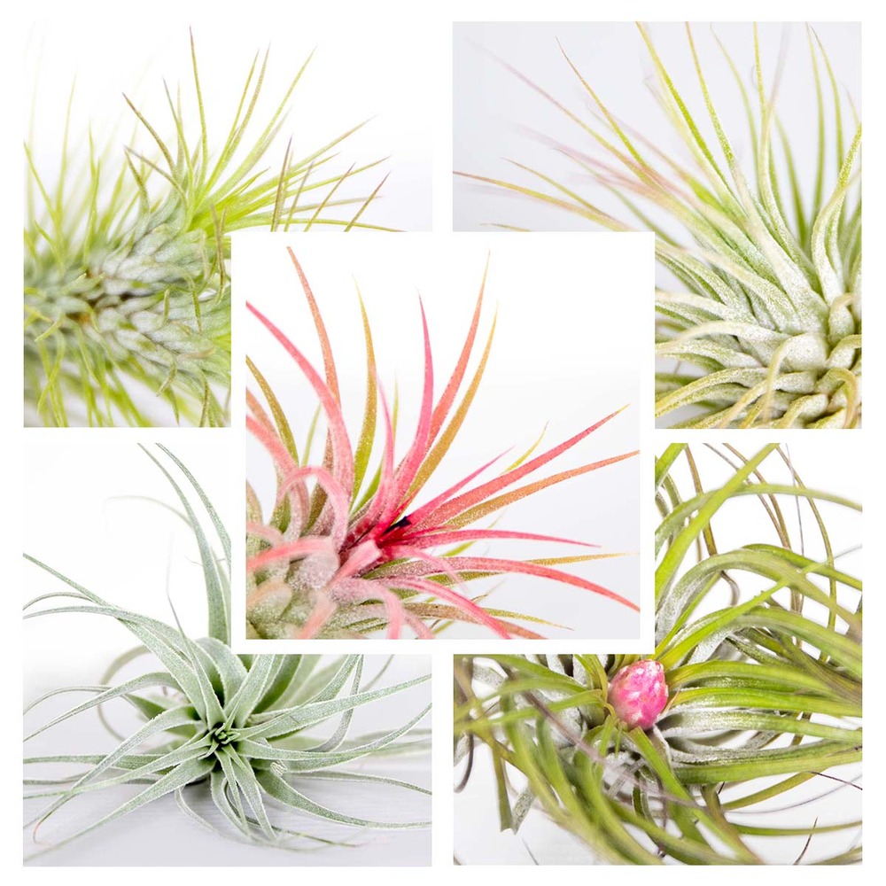 5x tillandsia mix - plantes aériennes - plante d'intérieur - facile d'entretien