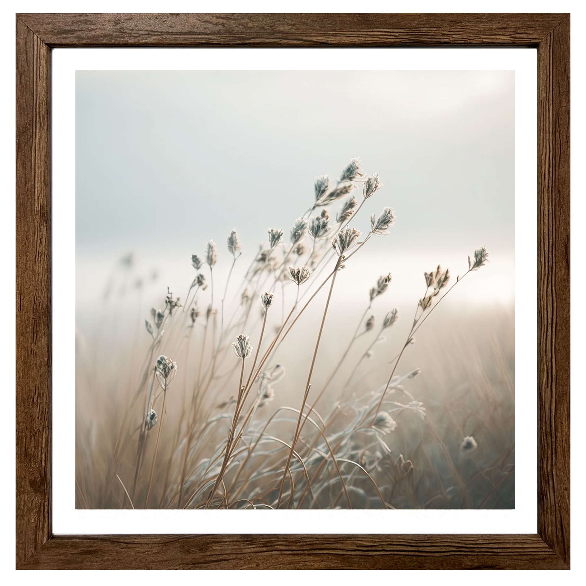 Gerahmtes Bild/Cheb NEBELBLUME - 35x35 cm