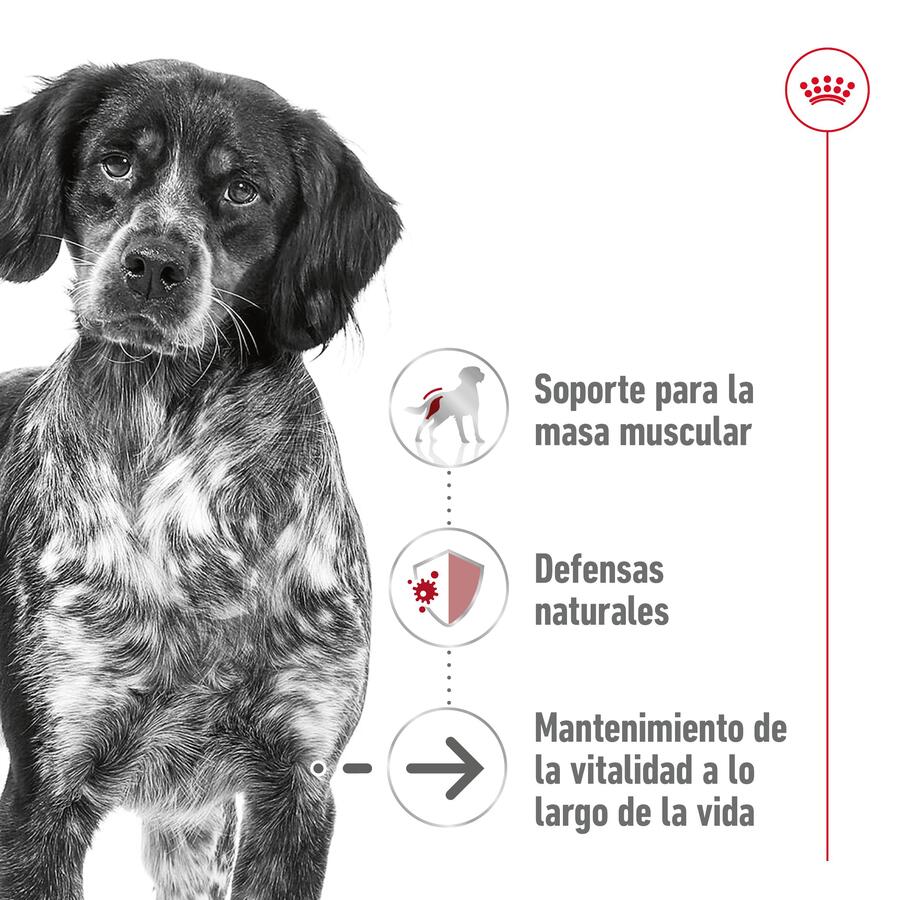 Royal Canin Medium Ageing sobre en salsa para perros