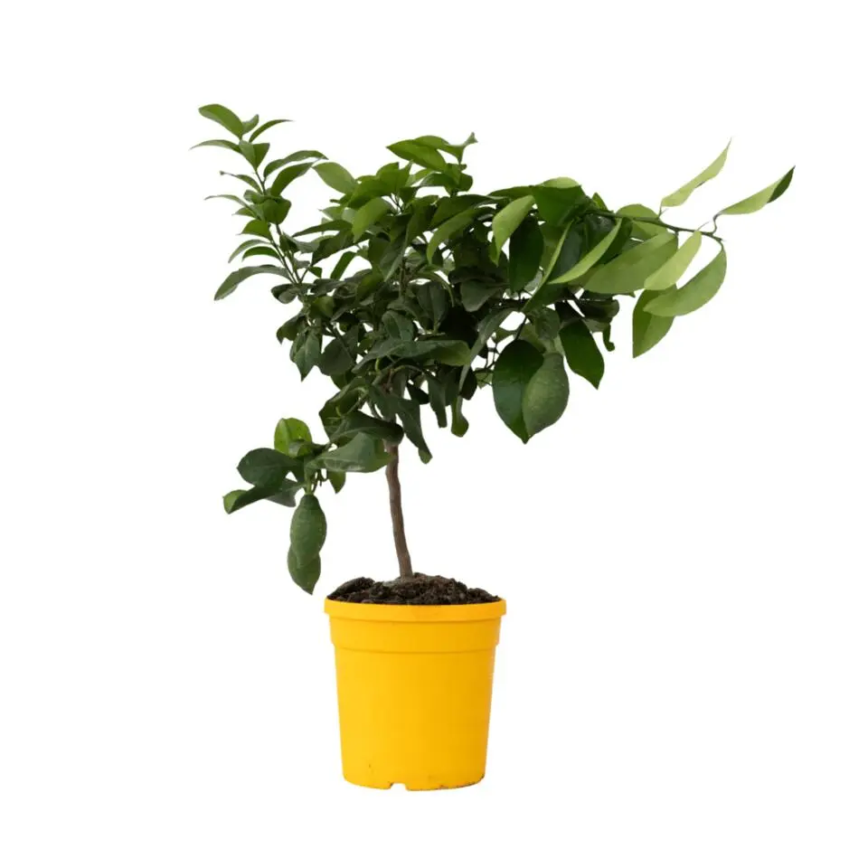 Citroenboom - Citrus limon - Hoogte 60-70cm - ⌀19cm