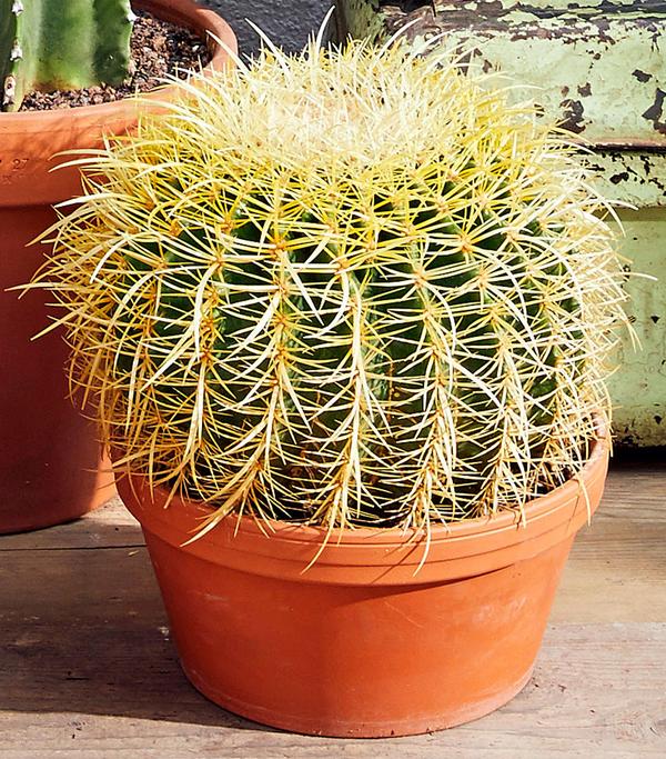 Schwiegermuttersitz - Echinocactus grusonii