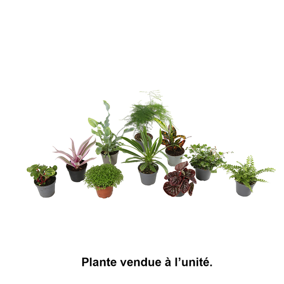 Plantes vertes : D6cm, variétés variables.