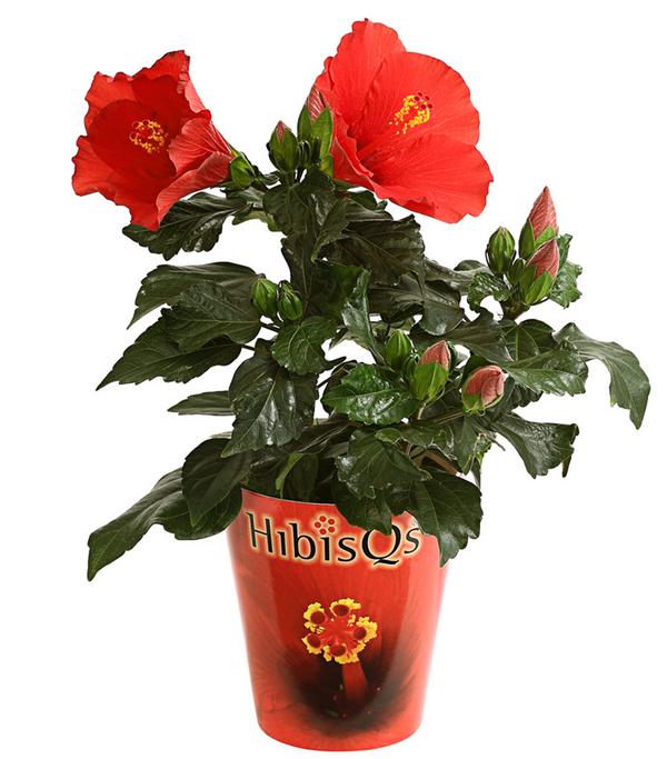 Zimmerhibiskus - Hibiscus rosa-sinensis