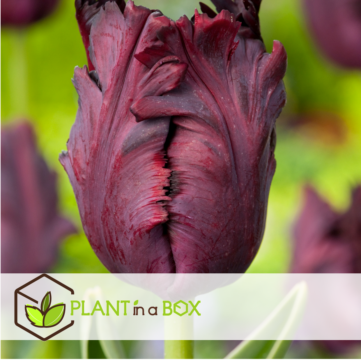 Tulipa black parrot - bulbes à fleurs x21 - tulipe perruche