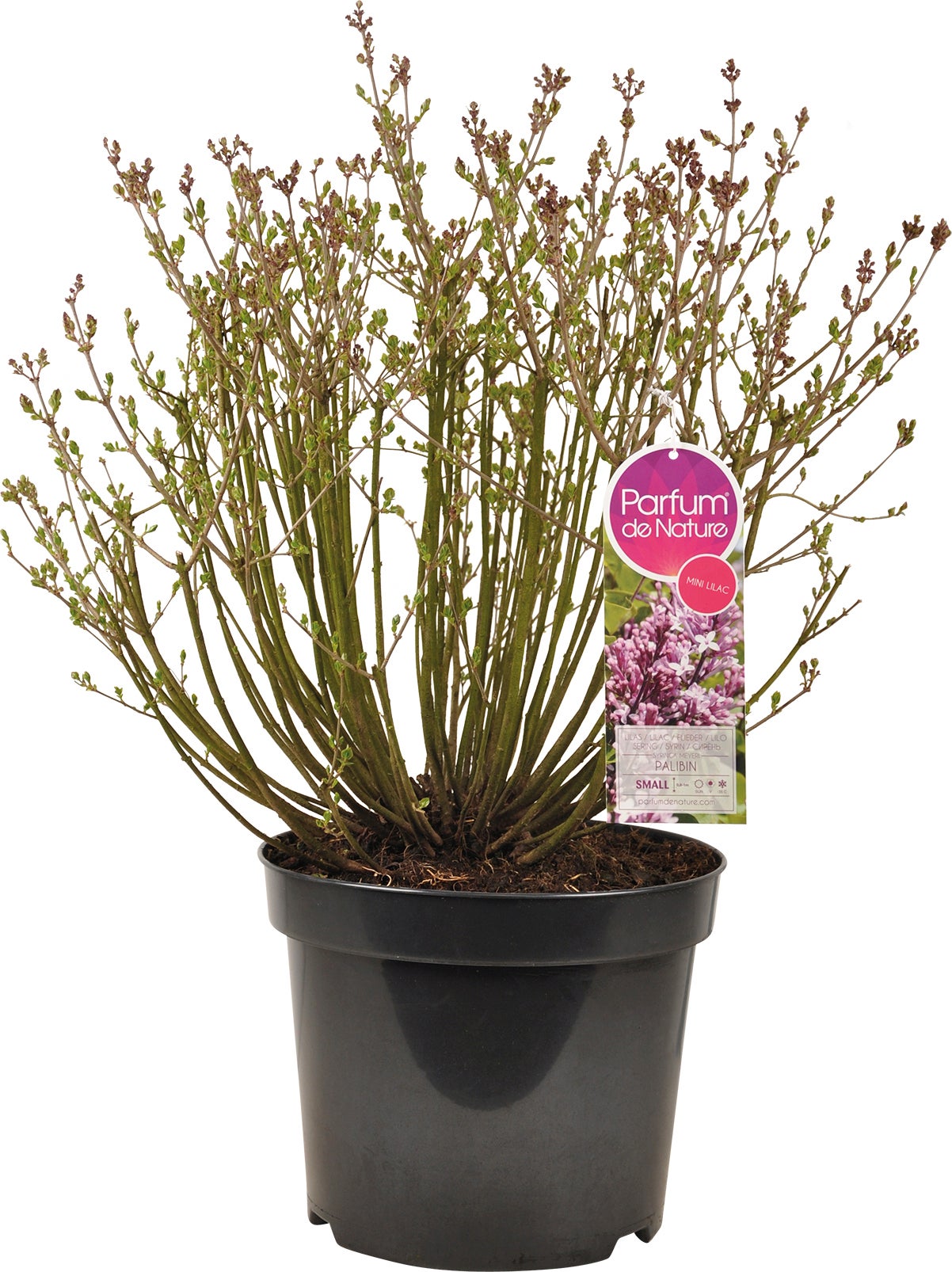 Dwergsering (Syringa meyeri 'Palibin') D 23 H 40 cm
